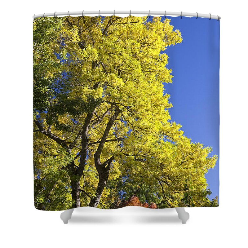Autumn Shower Curtain featuring the photograph Green Orange Yellow and Blue by James BO Insogna