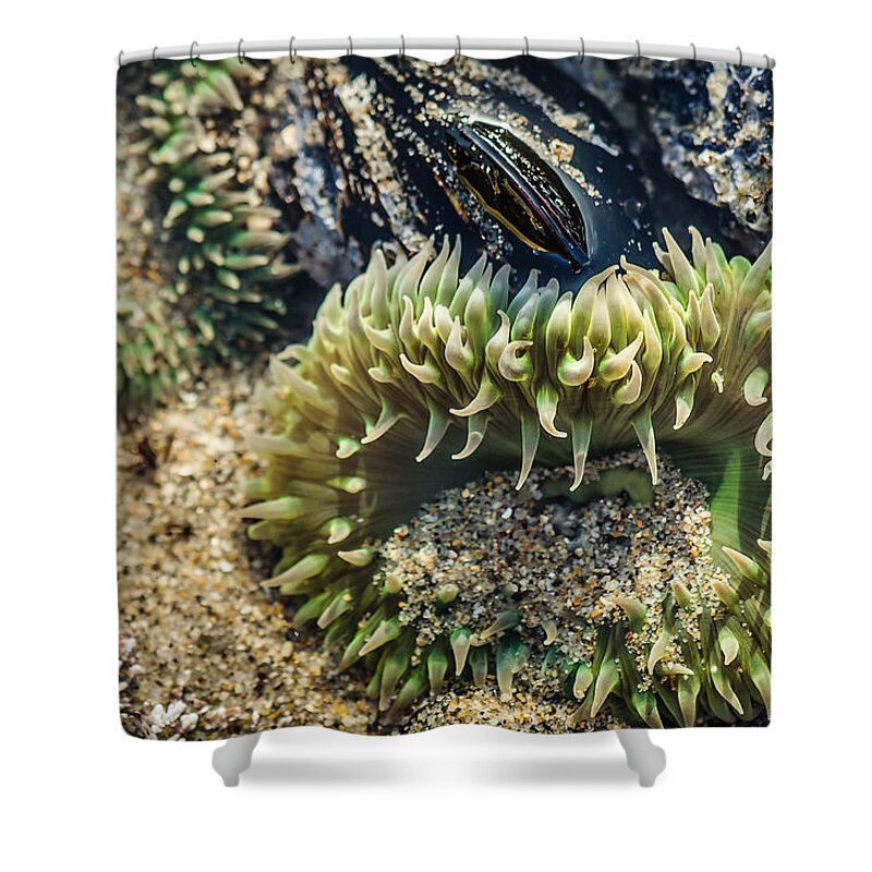 Anemone Shower Curtain featuring the photograph Green Sea Anemone by Linda Villers