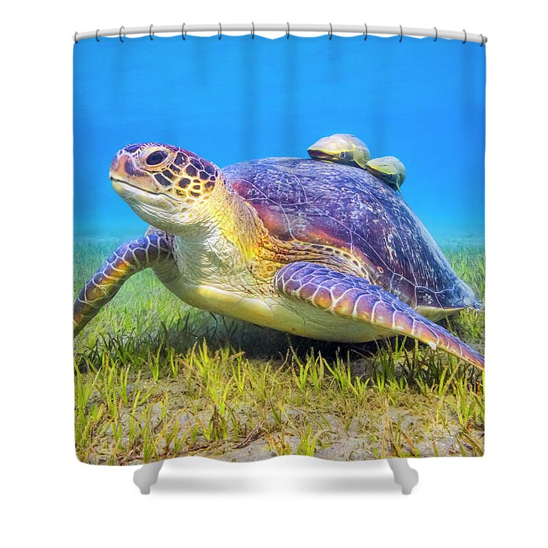 Underwater Shower Curtain featuring the photograph Green Sea Turtle Near Marsa Alam , Egypt by Cinoby