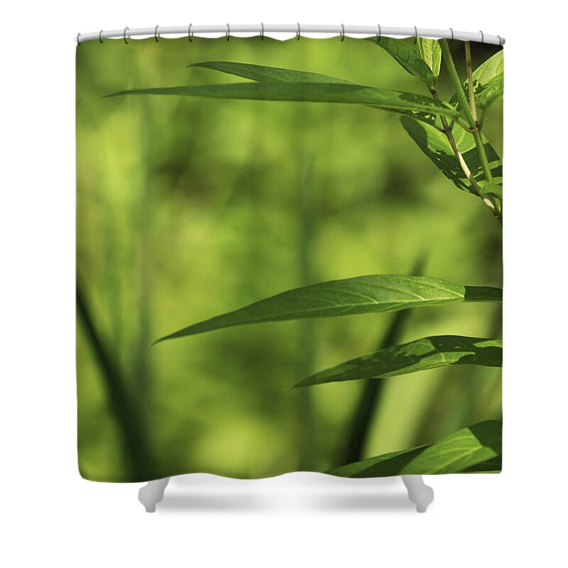 Green Shower Curtain featuring the photograph Green by Tracy Winter