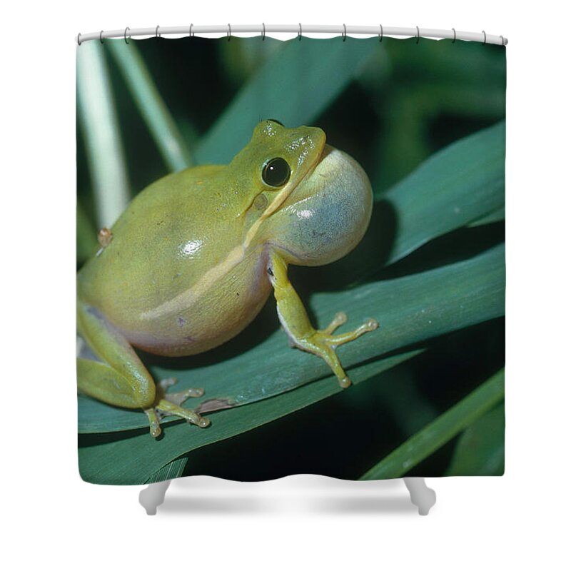 Green Tree Frog Croaking Shower Curtain by Gary Retherford - Pixels