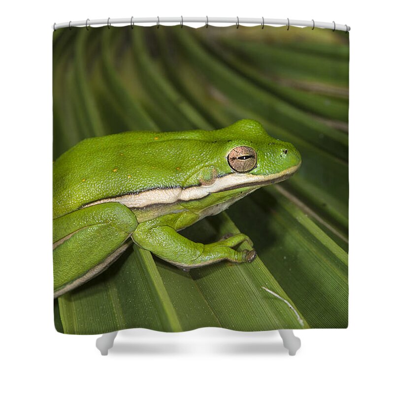 Pete Oxford Shower Curtain featuring the photograph Green Tree Frog Little St Simons Island by Pete Oxford