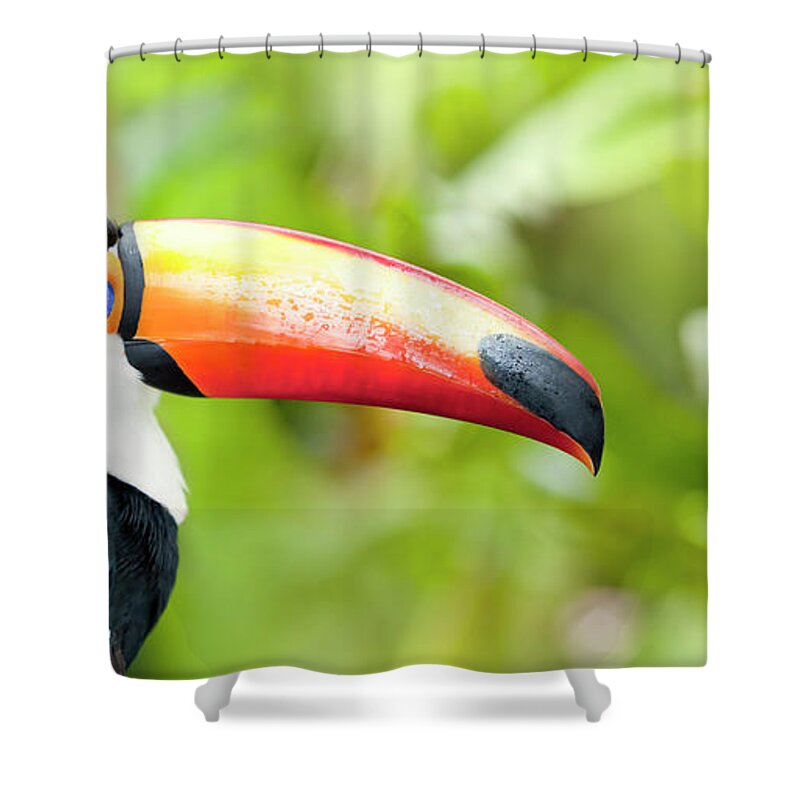 Tropical Rainforest Shower Curtain featuring the photograph Green Tropical Rainforest With Toco by Grafissimo