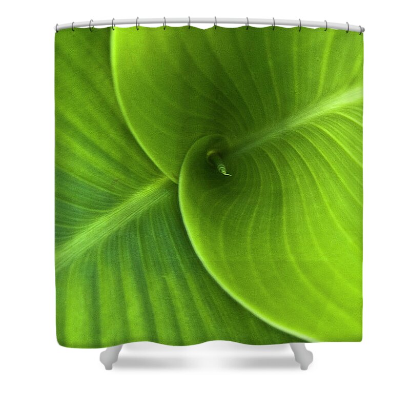 Heiko Shower Curtain featuring the photograph Green Twin Leaves by Heiko Koehrer-Wagner