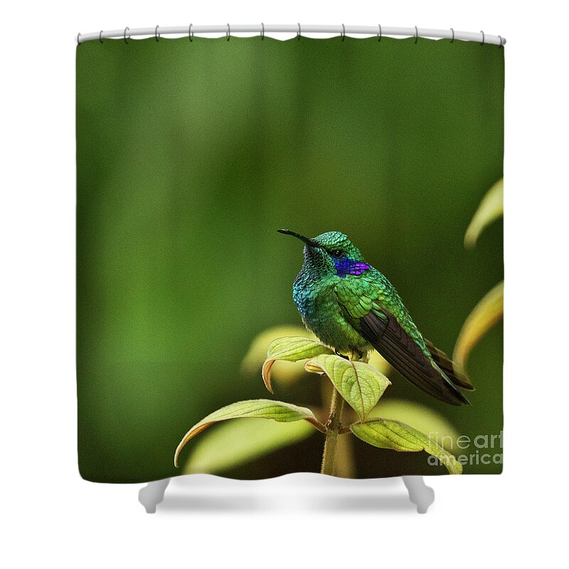 Bird Shower Curtain featuring the photograph Green Violetear Hummingbird by Heiko Koehrer-Wagner