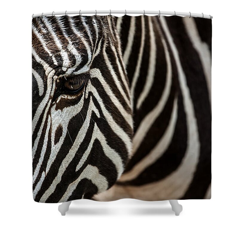 Gr�vy's Zebra Shower Curtain featuring the photograph Grevy's zebra 4 by Arterra Picture Library