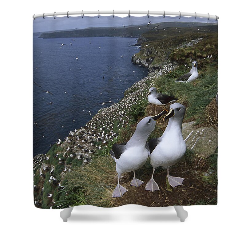 Feb0514 Shower Curtain featuring the photograph Grey-headed Albatross Colony Campbell by Tui De Roy