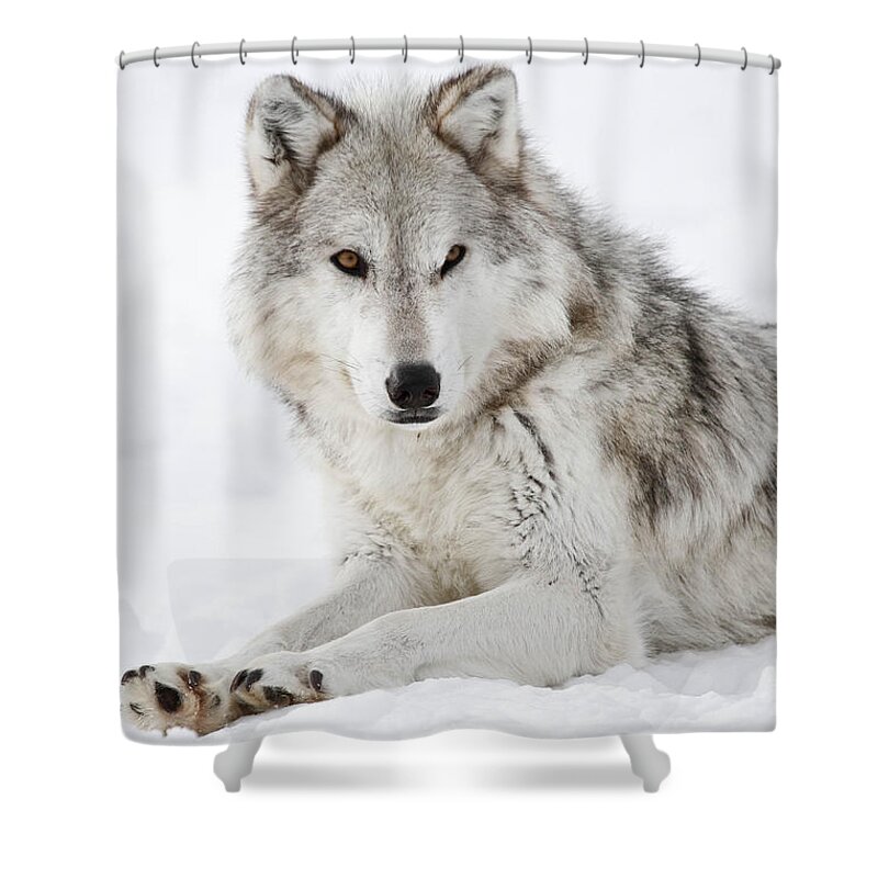 Wolves Shower Curtain featuring the photograph Grey In The Snow by Athena Mckinzie