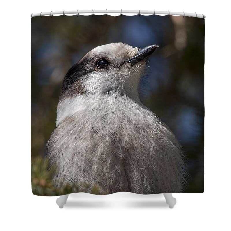 Bird Shower Curtain featuring the photograph Grey Jay by Richard Kitchen