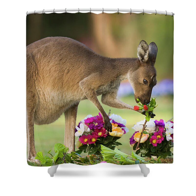 00451879 Shower Curtain featuring the photograph Grey Kangaroo Eating Graveyard Flowers by Yva Momatiuk and John Eastcott