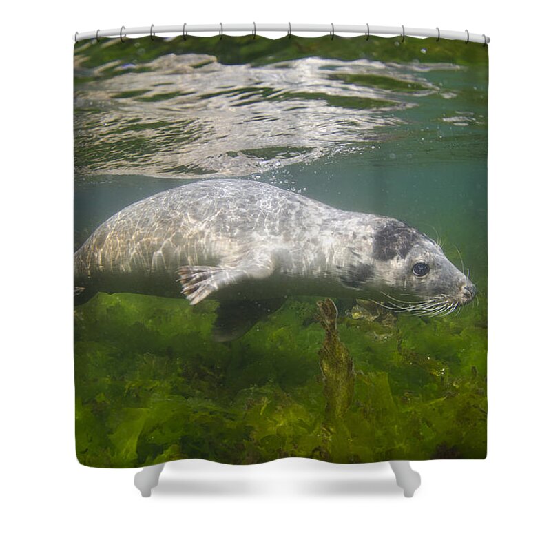 Flpa Shower Curtain featuring the photograph Grey Seal Pup Off Farne Islands by Jack Perks