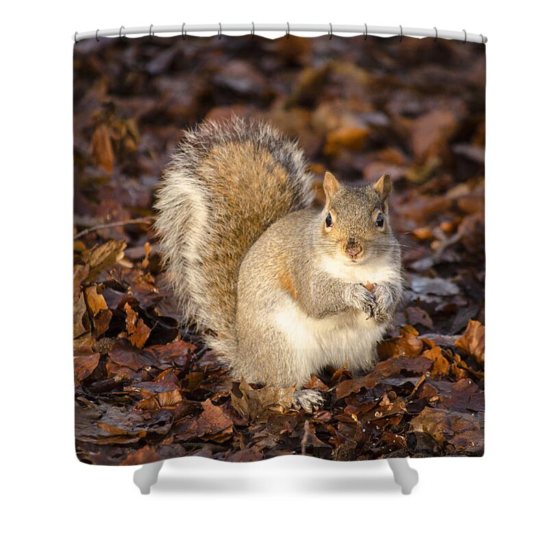 Squirrel Shower Curtain featuring the photograph Grey squirrel by Spikey Mouse Photography