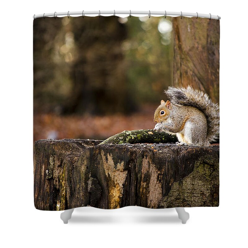 Squirrel Shower Curtain featuring the photograph Grey Squirrel on a Stump by Spikey Mouse Photography