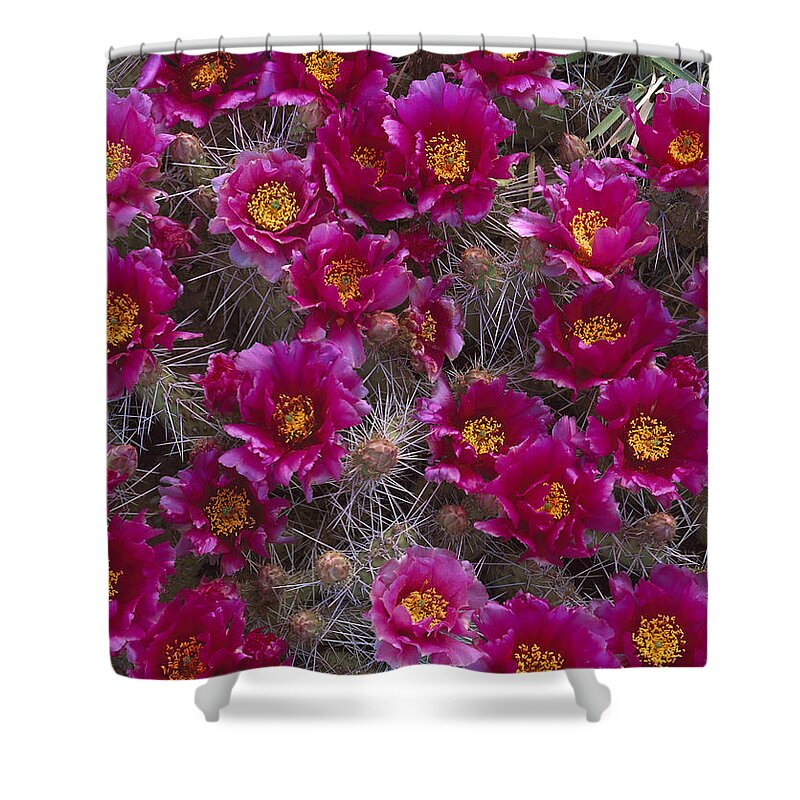 Feb0514 Shower Curtain featuring the photograph Grizzly Bear Cactus In Bloom North by Tim Fitzharris