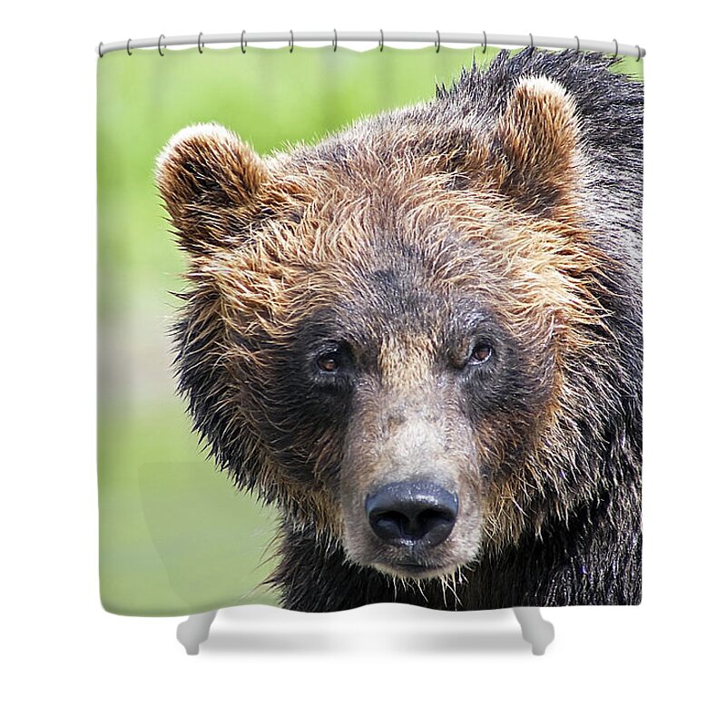 Alaska Shower Curtain featuring the photograph Grizzly Bear by Kyle Lavey