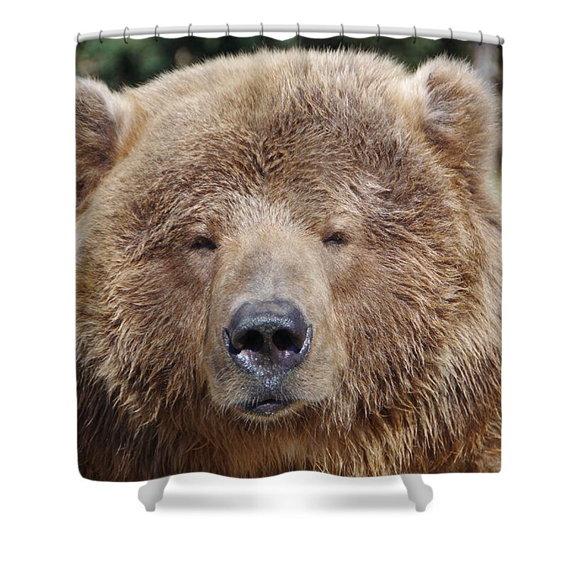 Bear Shower Curtain featuring the photograph Grizzly Bear by Marilyn Wilson