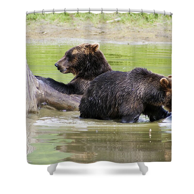 Alaska Shower Curtain featuring the photograph Grizzly Bears by Kyle Lavey