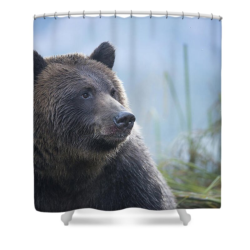 Bear Shower Curtain featuring the photograph Grizzly in Morning Light by Bill Cubitt