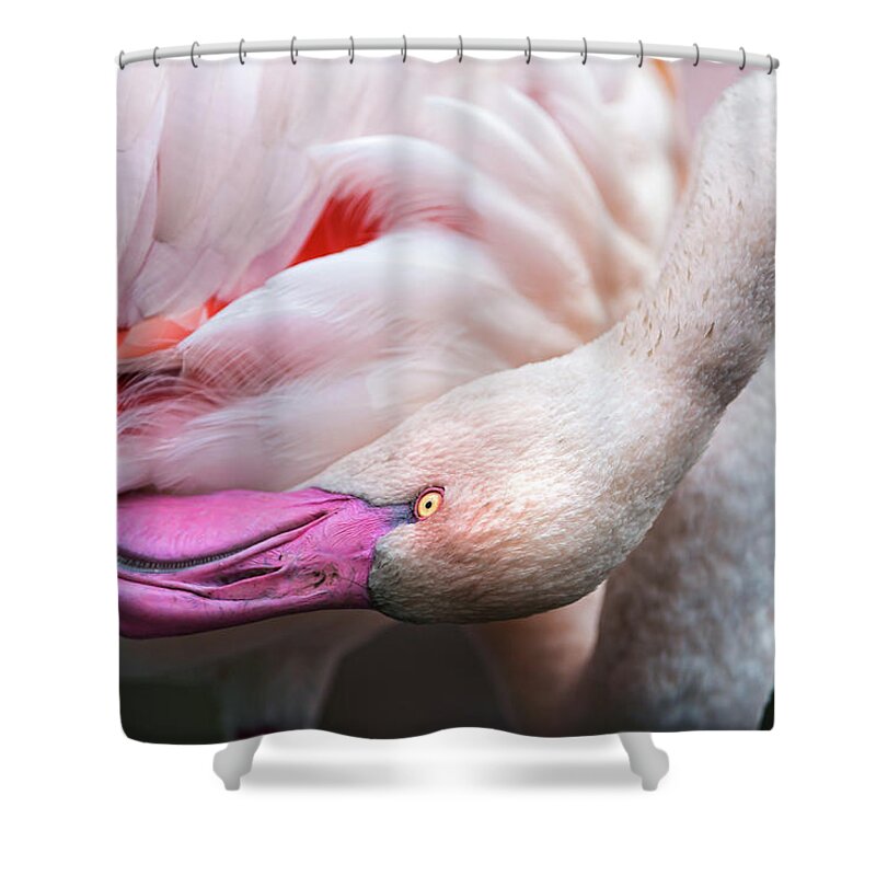 Animal Themes Shower Curtain featuring the photograph Grooming Flamingo by Picture By Tambako The Jaguar