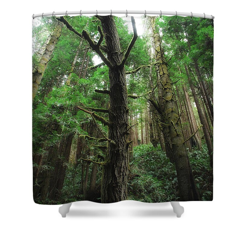 Mendocino County Shower Curtain featuring the photograph Groovin With The Redwoods by Donna Blackhall