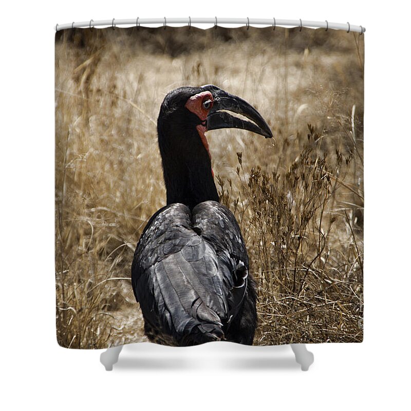 Ground Hornbill Shower Curtain featuring the photograph Ground Hornbill-Africa by Douglas Barnard