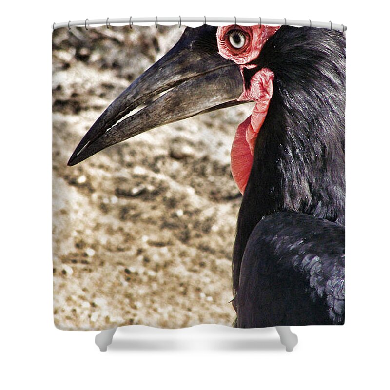 Ground Hornbill Shower Curtain featuring the photograph Ground Hornbill by Douglas Barnard