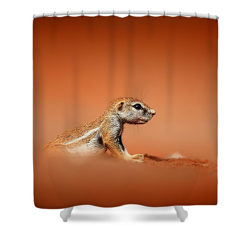 Squirrel Shower Curtain featuring the photograph Ground squirrel on red desert sand by Johan Swanepoel