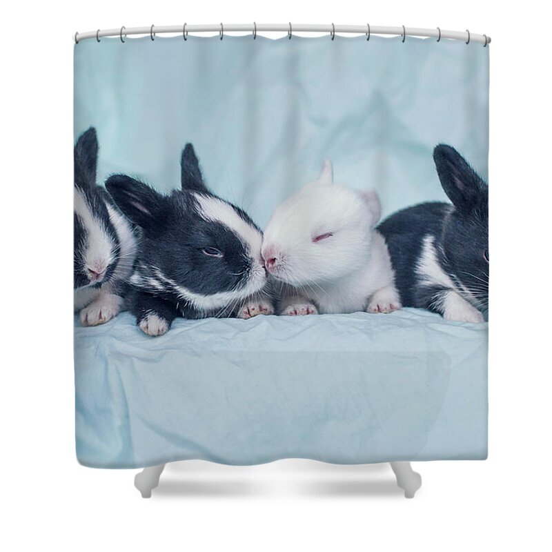 Pets Shower Curtain featuring the photograph Group Of Four Newborn Baby Bunnies by Ashraful Arefin Photography