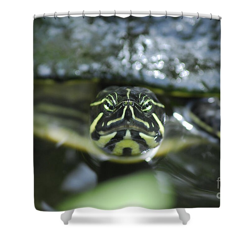 Turtle Shower Curtain featuring the photograph Grumpy Face by Quinn Sedam