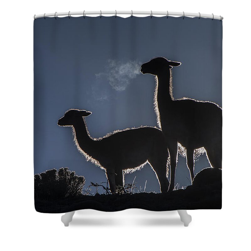 Pete Oxford Shower Curtain featuring the photograph Guanaco Pair Torres Del Paine Np by Pete Oxford