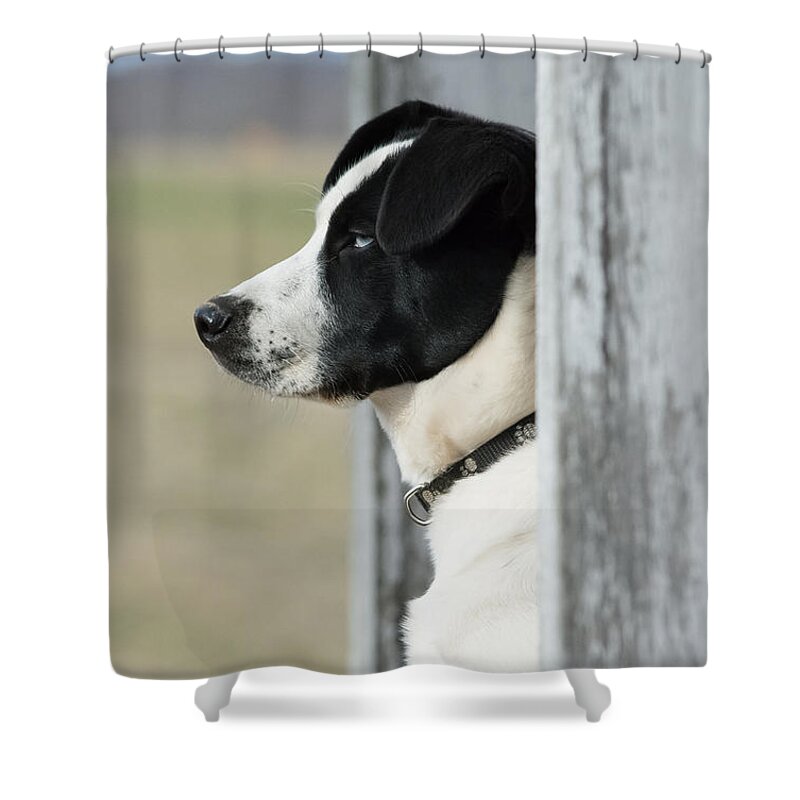 Pet Shower Curtain featuring the photograph Guard Dog by Holden The Moment