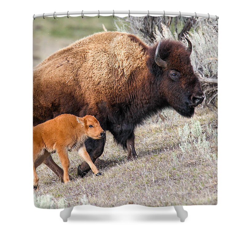 Big Horn Sheep Shower Curtain featuring the photograph Guardian by Kevin Dietrich