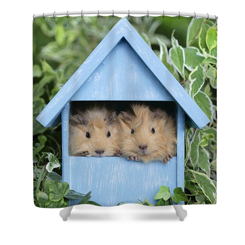 Animal Shower Curtain featuring the digital art Guinea Pig in House GP104 by MGL Meiklejohn Graphics Licensing