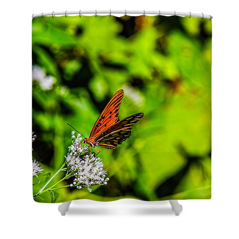 Gulf Fritillary Butterfly Shower Curtain featuring the photograph Nature - Macro - Gulf Fritillary Butterfly by Barry Jones