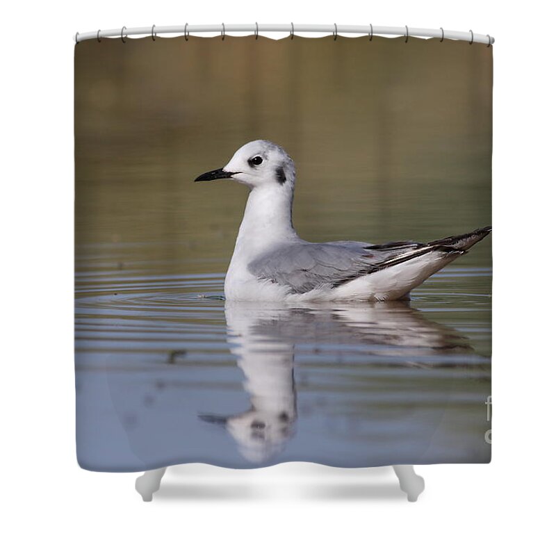 Gull Shower Curtain featuring the photograph Gull in morning light by Ruth Jolly