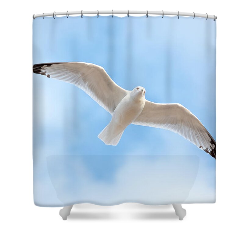 Gull Shower Curtain featuring the photograph Gull in the Clouds by Holden The Moment