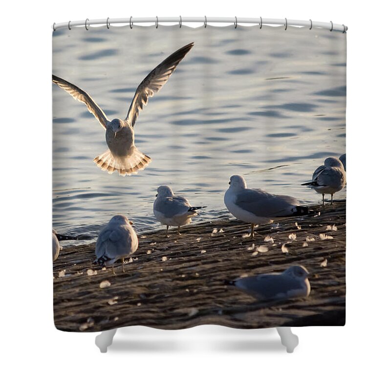 Gull Shower Curtain featuring the photograph Gull Landing in Marietta by Holden The Moment