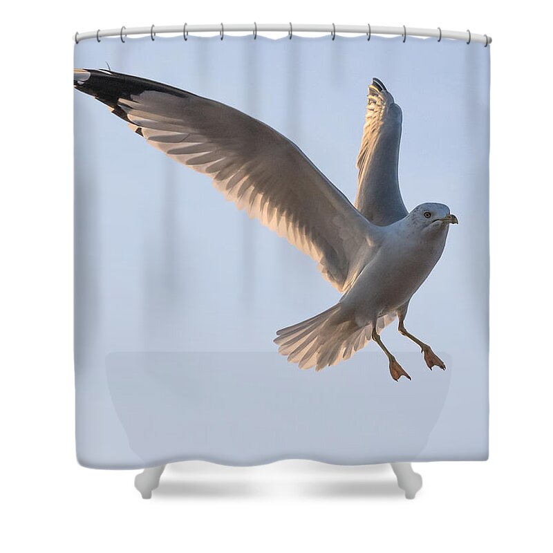 Gull Shower Curtain featuring the photograph Gull Ready to Land by Holden The Moment