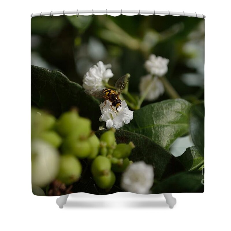 Gypsophilia Shower Curtain featuring the photograph Gypsophilia Hover Fly by Scott Lyons