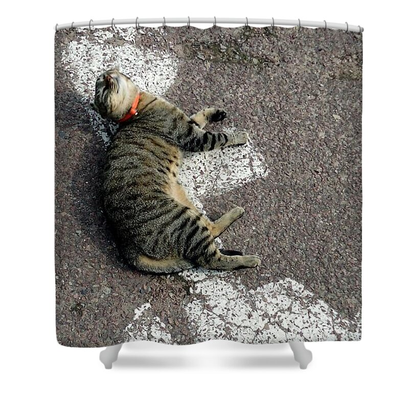 Cat Shower Curtain featuring the photograph Handicat Parking by Barbie Corbett-Newmin