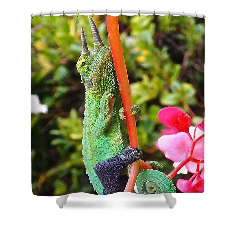 Jackson Shower Curtain featuring the photograph Hanging In There by Cheryl Cutler