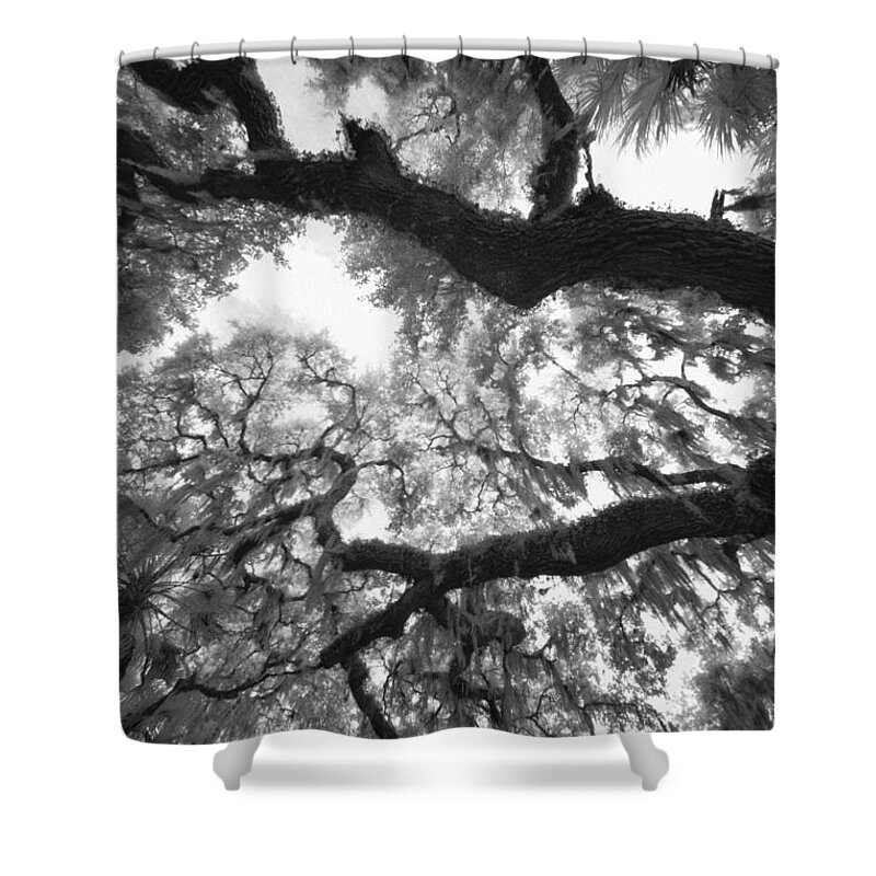 Myakka Shower Curtain featuring the photograph Hanging Moss by Bradley R Youngberg