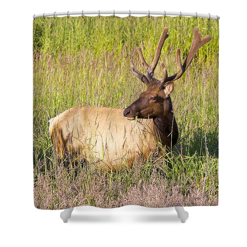 Elk Shower Curtain featuring the photograph Hanging out in the Meadow by Todd Kreuter