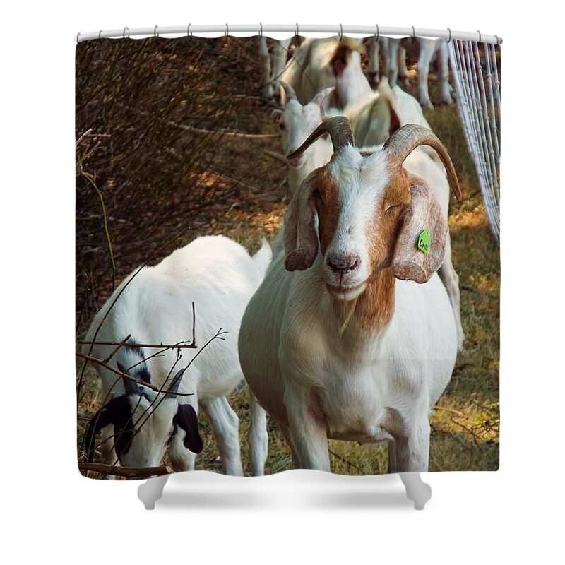 Goat Shower Curtain featuring the photograph Happy Goat by Cathy Anderson
