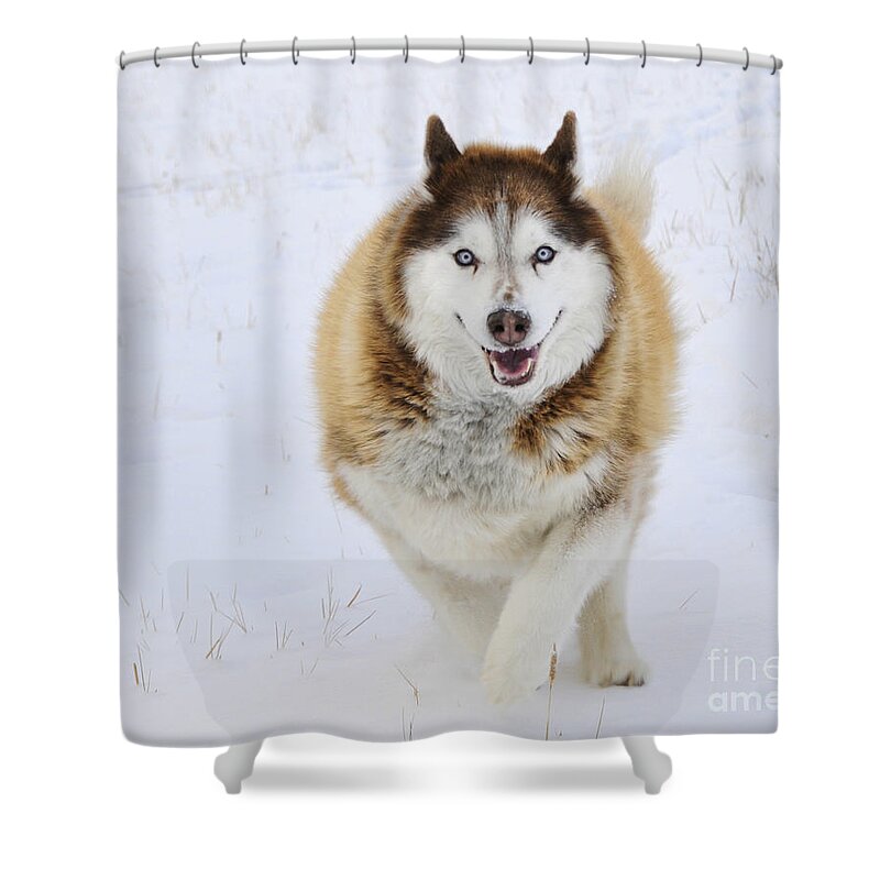 Husky Shower Curtain featuring the photograph Happy Husky by Gary Beeler
