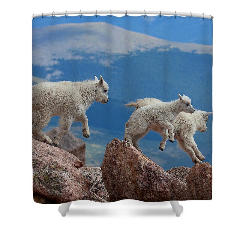 Mountain Goats; Posing; Group Photo; Baby Goat; Nature; Colorado; Crowd; Baby Goat; Mountain Goat Baby; Happy; Joy; Nature; Brothers Shower Curtain featuring the photograph Happy Landing by Jim Garrison