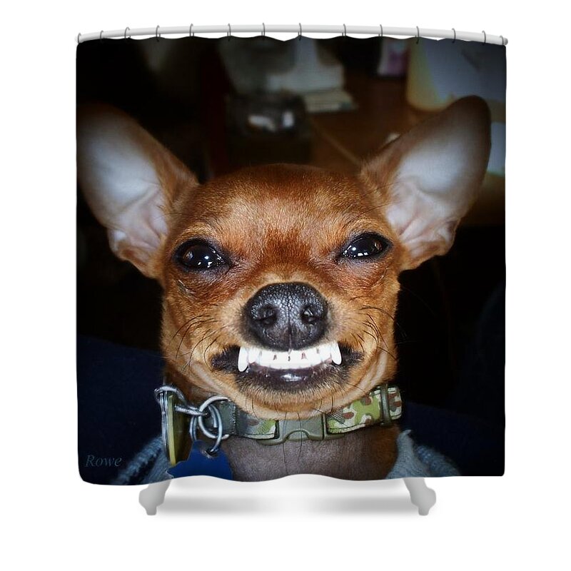Chihuahua Shower Curtain featuring the photograph Happy Max by Shana Rowe Jackson
