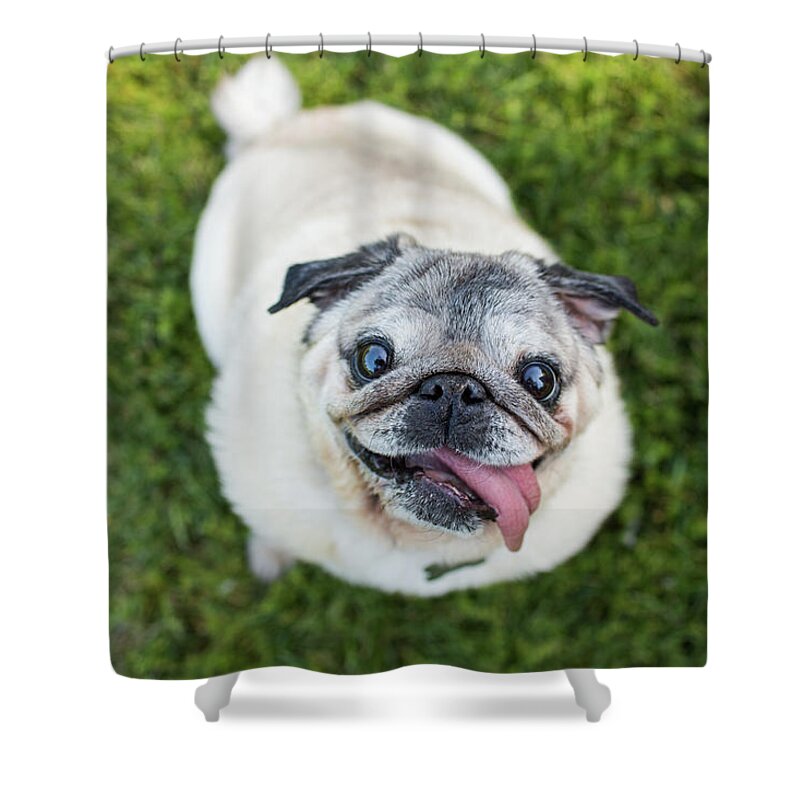 Pets Shower Curtain featuring the photograph Happy Pug Dog Looks Up At Camera by Purple Collar Pet Photography