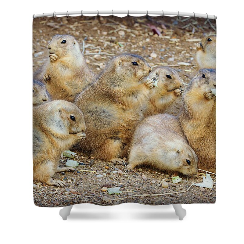 Prairie Dog Shower Curtain featuring the photograph Happy Thanksgiving by Chris Scroggins