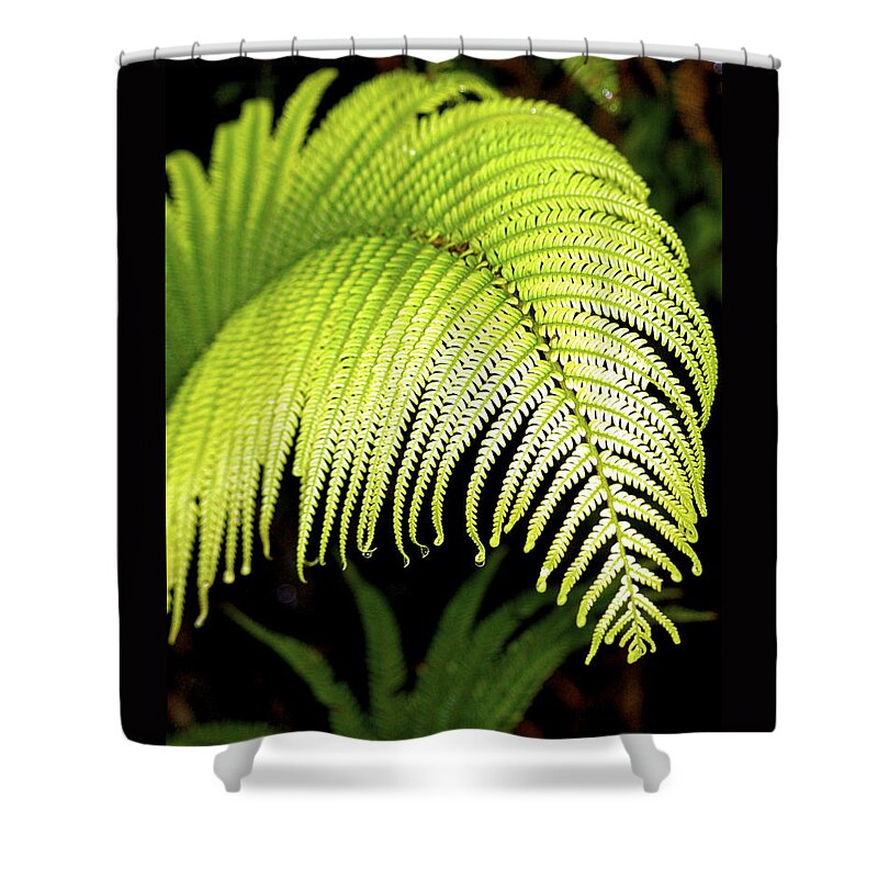 Hawaii Plants Shower Curtain featuring the photograph Hapu'u Fern Frond by Lehua Pekelo-Stearns